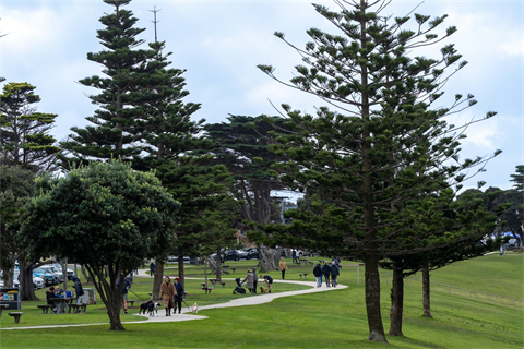 Image of Torquay foreshore with pathway through grass and large trees by the beach.