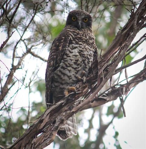 Powerful-Owl.-Picture-Nick-Carter-Deakin-University