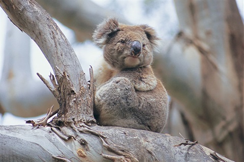 Koala.jpg