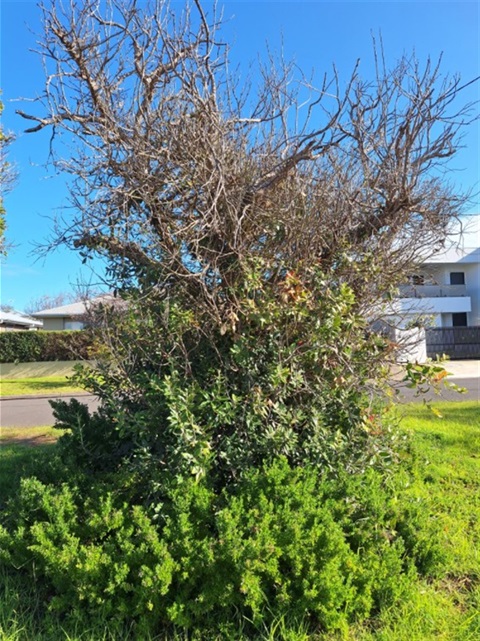 Pride Street dead tree.jpg