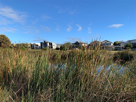 Whites Beach wetland